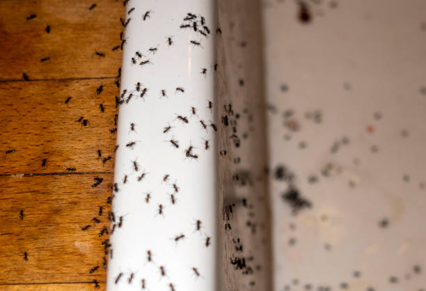 Best Best Pest Control Companies  in Valley Cottage, NY